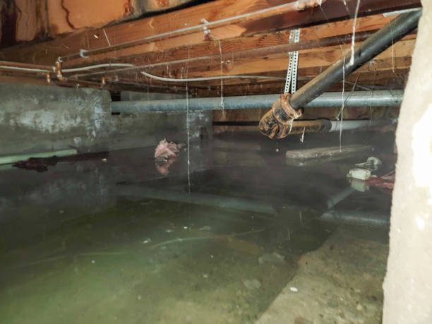 Best Flood damage cleanup  in Glassmanor, MD